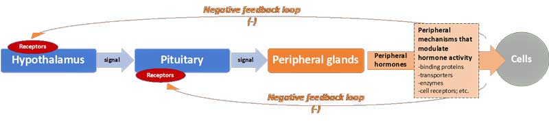 Peripheral Hormone Cascade