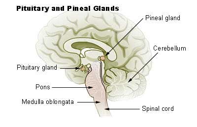 Pituitary Gland