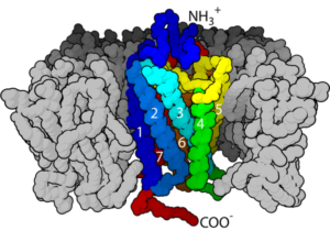 receptor to reduce pain