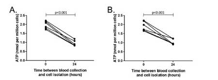 ATP concentration drops