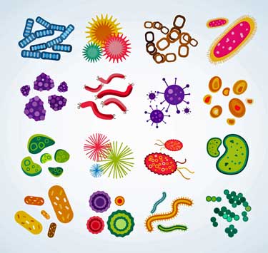 Viruses / bacteria