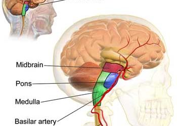 brain stem