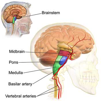 brain stem