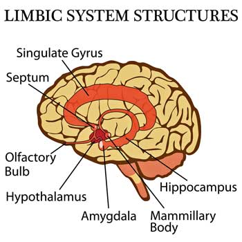 Limbic system