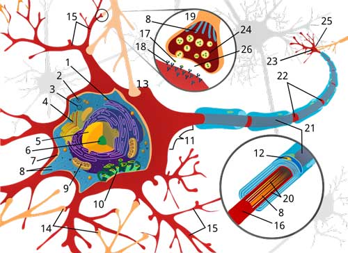 Damage to nerves fibromyalgia