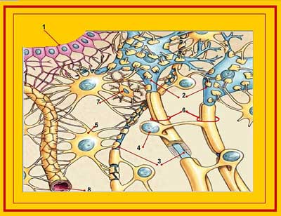 microglial cells