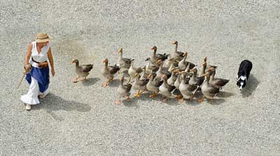 Geese