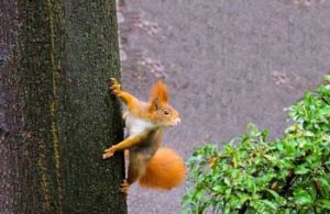 Squirrel image