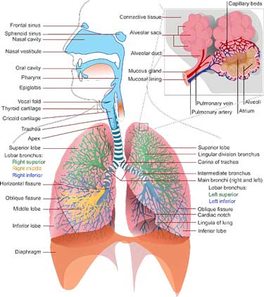 Damage to the lungs is driving many of the ER visits from COVID-19 (mage-by-Clker-Free-Vector-Images-from-Pixabay