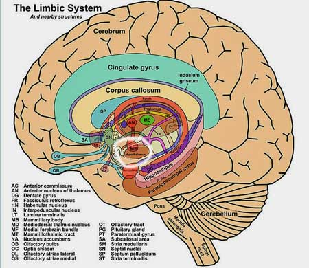 Limbic system