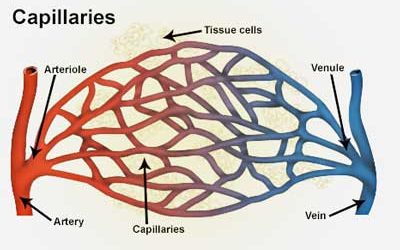 Arteries, arterioles, capillaries