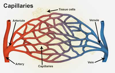 Arteries, arterioles, capillaries