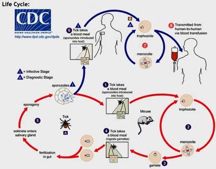 Lyme Disease Life Cycle