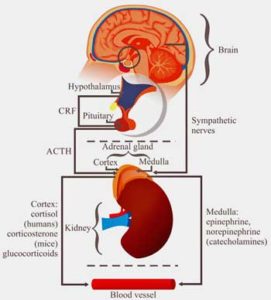 HPA axis stress response