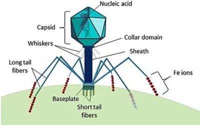 bacteriophage