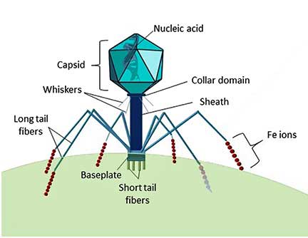 bacteriophage