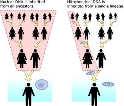 mtDNA vs nuclear DNA