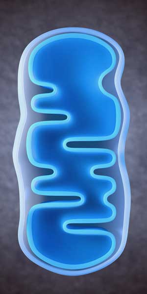 Genetic Study Finds Mitochondrial Link to Fibromyalgia