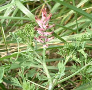 fumaris officinalis