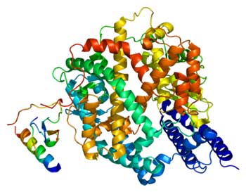 ACE-2 enzyme