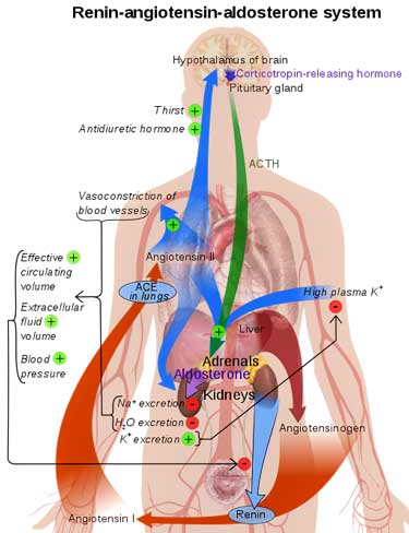 renin-angiotensin-aldosterone