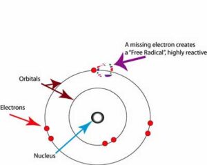 free radicals