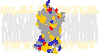 How Nucynta – an Opioid Drug – Told Us Something About  the Small Fiber Neuropathy in Fibromyalgia