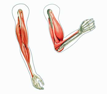 Serum from ME/CFS and long COVID patients produced a dramatic deterioration in muscle functioning