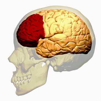 prefrontal cortex