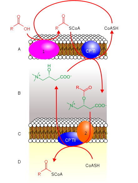 carnitine transport fatty acids