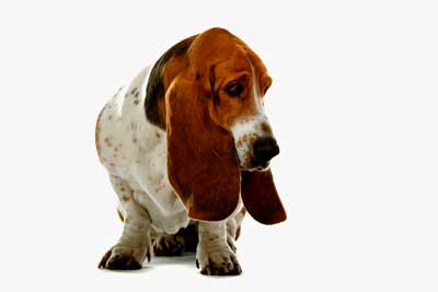 sad basset