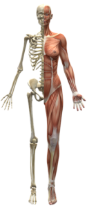 muscles fibromyalgia