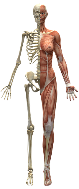 muscles fibromyalgia