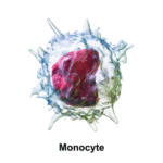 Monocyte