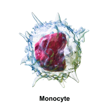 Move Over NK, T and B-cells. Are Monocytes the Real Problem in ME/CFS?