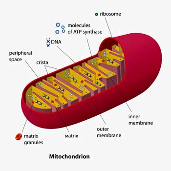 Mitochondrial Enhancers for ME/CFS and Fibromyalgia Pt IV: N-Acetyl Cysteine (NAC)