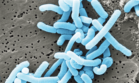Major Study Links Gut Bacteria to Fatigue in Chronic Fatigue Syndrome (ME/CFS)