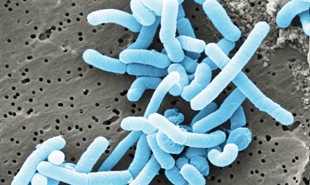 gut bacteria