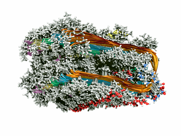 amyloid proteins COVID-19 chronic fatigue syndrome