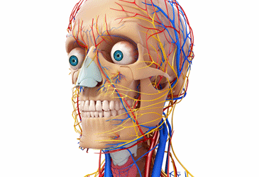 Brain blood flows