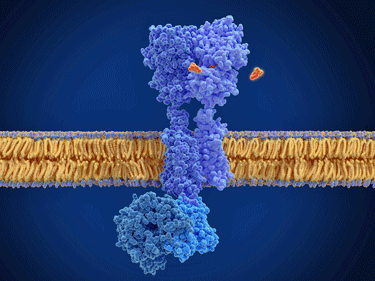 G-protein receptor