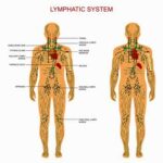 lymphatic system