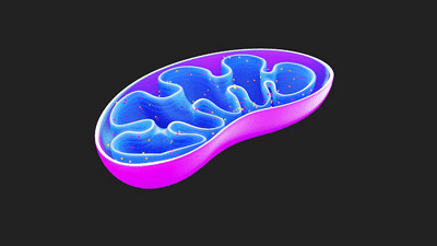 mitochondrial chronic fatigue syndrome