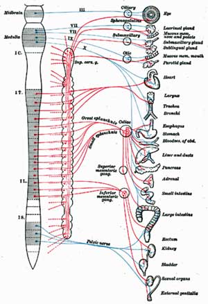 autonomic nervous system