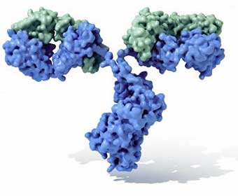 Immunoglobulin