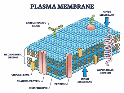 Cell membrane