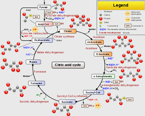 Krebs_TCA_Citric_Acid_Cycle