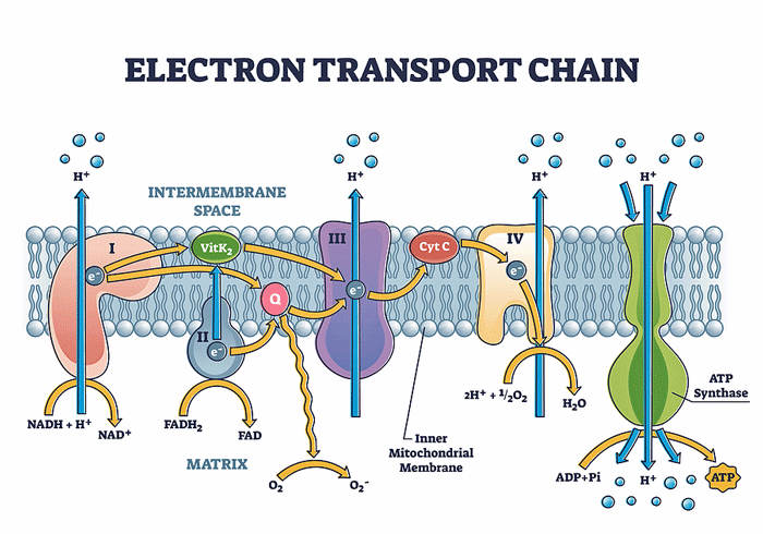 electron transport chain chronic fatigue syndrome