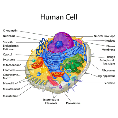 the human cell