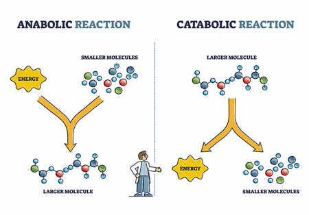 metabolism